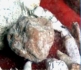 珍奇的金刚心舍利(2)